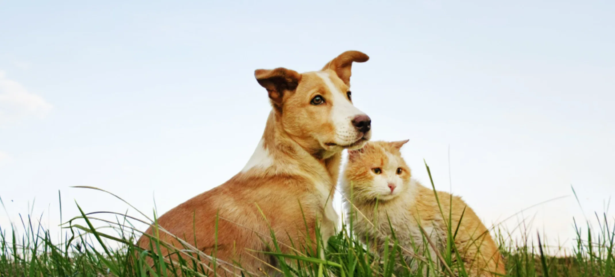 Dog and Cat sitting together on green grass with blue sky above them